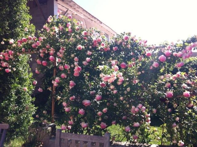 Mas De Bouvet En Camargue Bed & Breakfast Albaron Bagian luar foto